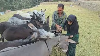 The traditional secret of preparing animal feed in the village