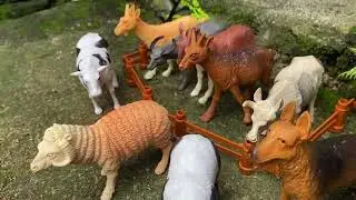 Hidden Animals Toy Game | Fun Learning for Kids
