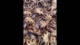 Street Food Grilled spider squid