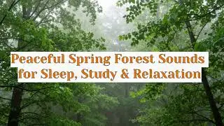 Spring Forest Rain Sounds 🌿 Deep Sleep, Study & Relaxation
