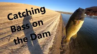 Recent Catches from Castaic Lake Dam