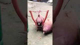 How to Trap a Pigeon: Techniques & Methods