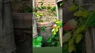FRUIT GROWING TECHNOLOGY 🥰🥰#horticulturelife #agriinnovation