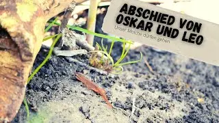 Unsere Molche d&uuml;rfen zur&uuml;ck in die Freiheit | Teichmolch | Sieh&acute;s Lotta!