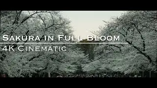 4K CINEMATIC Day Walking through #UenoPark, TOKYO.[Mar. 2021] #桜満開 #上野 #上野公園 行ってみた