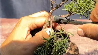 Mini shimpaku en proceso… confía.☺️ #bonsai #bonsaitree #jardin 