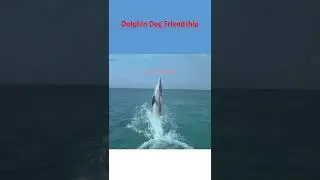 Dolphin Dog Friendship #shorts