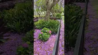 Australia in October #manrotravels #jacaranda #visitnsw #travelguide #visitaustralia