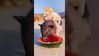 yummi yummi&hearts;️#funnyanimals #iloveanimals #instaanimals #animalsmood #animalsworld  #noanimalsharmed