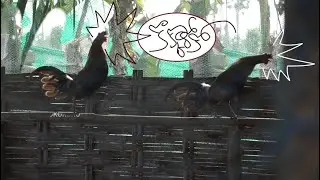 అడవికోడి Red jungle fowl call | kokoroko the game fowl hut