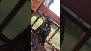 Chicken antics