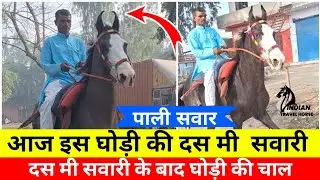 Pali Horse Rider 9627870794 आज इस घोड़ी की दस मी  सवारी दस मी सवारी के बाद घोड़ी की चाल 