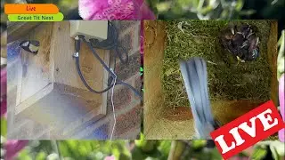 Great Tit nest UK LIVE