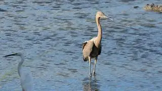 Reddish and Snowy Egrets give passing Alligator wide berth
