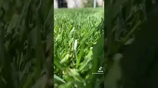 What Does Grass Look Like up CLOSE?? #lawncarenut #lawncare