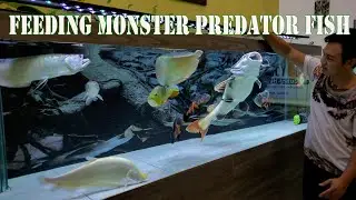 FEEDING PREDATOR FISH -  MONSTER PREDATOR FISH