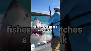 fisherman catches a big shark  how scary #fishing #shorts