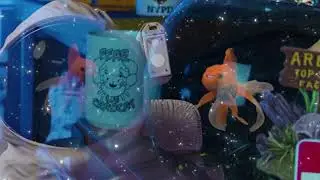 fish oddity
