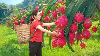 Girl harvests 100 kg of dragon fruit to sell at market | Ly Thi Phuong