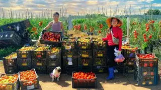 Harvest A Tomato Garden &ndash; 4,800kg With Brother &ndash; Go Fishing And Cook A Delicious Tomato Meal-Garden