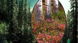 It&rsquo;s All About Trees! Tree Physiology