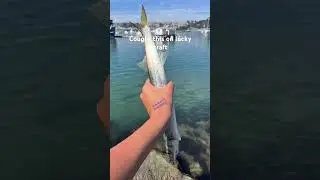 Caught this in Dana point harbor