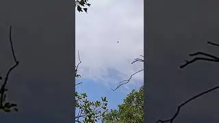 A falcon hovering in the air #Birds #Hunter #Nature