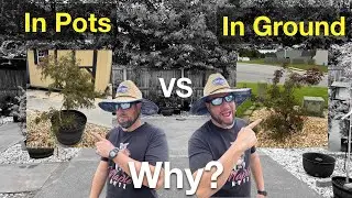 3 Reasons Why Your Japanese Maple Grow Faster In The Ground