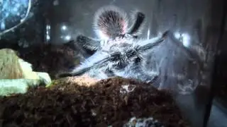 Mature Male L.parahybana Sperm Web