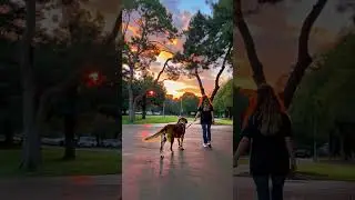 Golden Hour Walk: Happy Retriever & Peaceful Sunset Stroll 🌅🐾 #viralvideo #cute