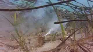 Horse Clam Reproductive Behavior