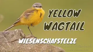 Western Yellow Wagtail (Motacilla flava) / Schafstelze bzw. Wiesenschafstelze [07]