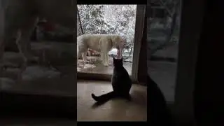 #funnydog #funnydogvideo #dogvines?Funny Dog Videos 2021🤣 🐶 TRY NOT TO LAUGH with Dog's Life