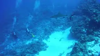 Reef Sharks at Pizion Reef