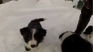 Zygopteran pennut leikkiv&auml;t lumessa