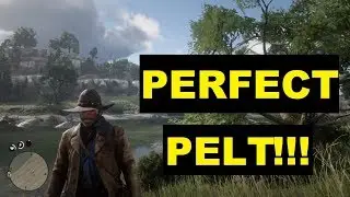 How to get perfect pelt red dead redemption 2