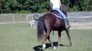 Morgan 2009 clip #2.MOV
