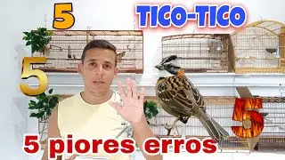 cinco piores erros na criação de Tico-tico. Não façam isso