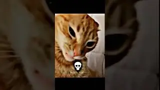 I am the best cat 🗿#trollface #edit #troll
