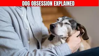 10 Shocking Reasons Why Your Dog is So ATTACHED To You