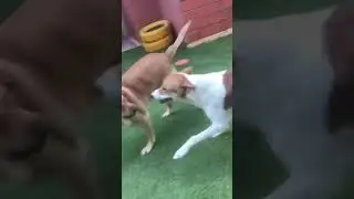 #dog boarding hostel#💞