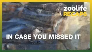 Краткий обзор Zoolife — на случай, если вы пропустили.