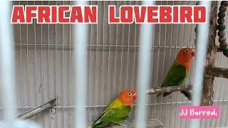 AFRICAN LOVEBIRD 