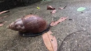 Action and recover Snails with best views Communicate During Mating.#snail #snaillife #handfish