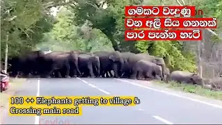 100++ elephants crossing main road who getting to a village  #attack #elephant