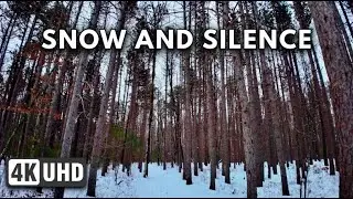 Kennebunk Maine Winter Walk | Cloudy Forest Trail to an Untouched Frozen Pond