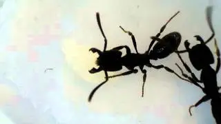 Harmophorus deflecting attacks