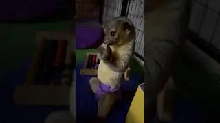 Winnie, the kinkajou, enjoying honey for the first time! #animals #exotic #kinkajou #honeybear #cute