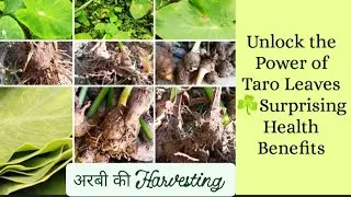 Taro (अरबी ) Leaves Benefits🍀Boost Your Health & Wellness.#mustwatch#अरबी के पत्ते#harvesting#plants