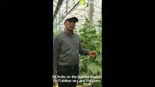 Humic acid agriculture application-Bio Stimulants will transform Your  Cucumber output and quality